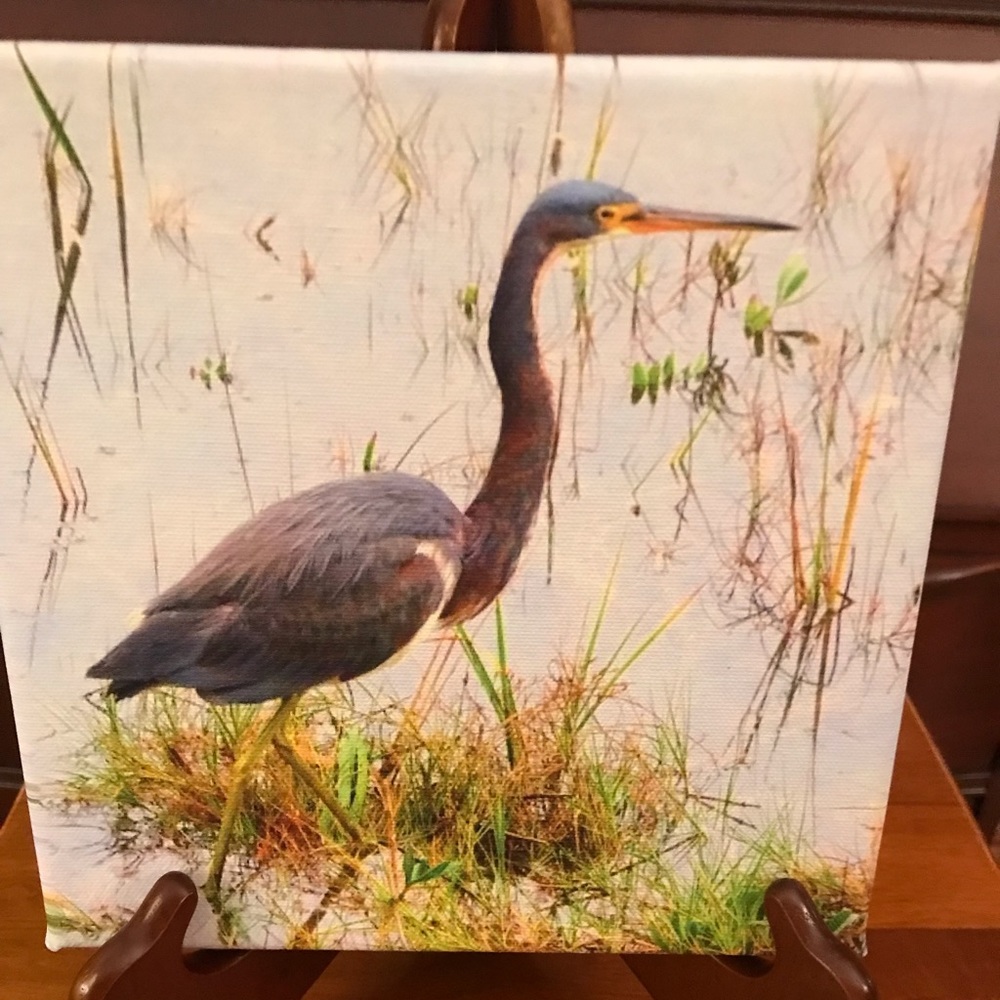 8 x 8 canvas of an egret